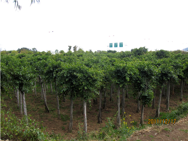 昆明高?；兀ǘ?高海苗圃