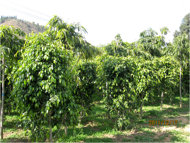 昆明高?；兀ㄒ唬?高海苗圃